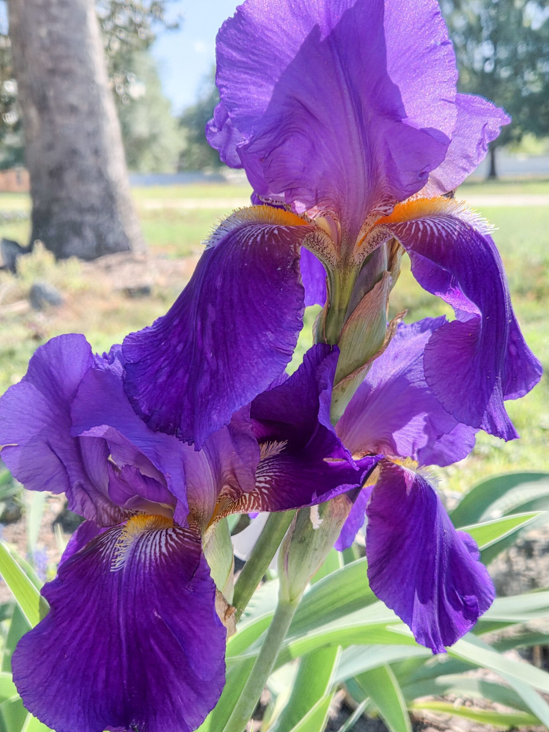 Multiple blooms of a large tall bearded iris with a royal purple color with a yellow "beard".